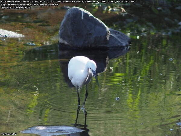 境川(別府市) 獲物を探すコサギ
