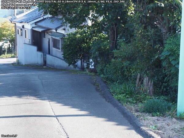 生目神社(別府市) 生目神社の境内の猫