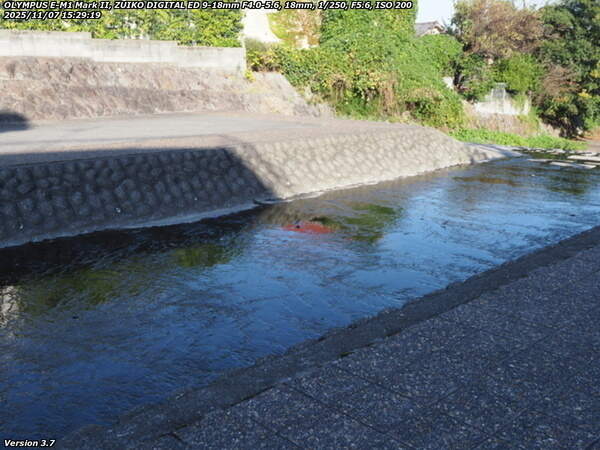 境川(別府市) ハクセキレイとセグロセキレイ