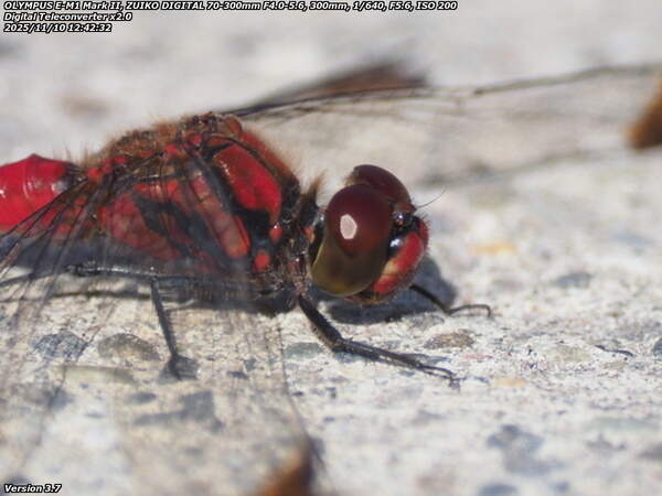 境川(別府市) コノシメトンボのアップ