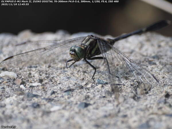 境川(別府市) ハラボソトンボ