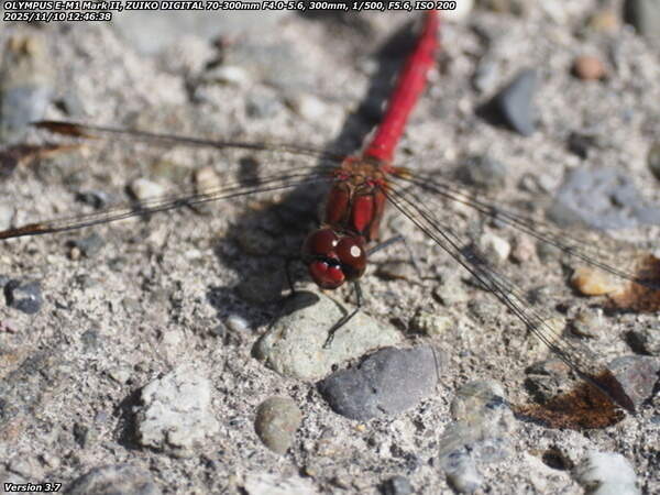 境川(別府市) コノシメトンボ