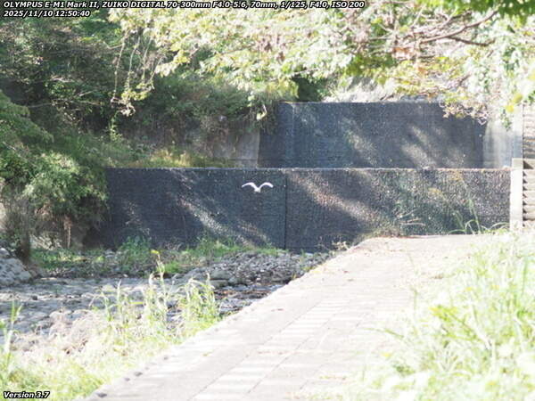 境川(別府市) 飛び去るコサギ