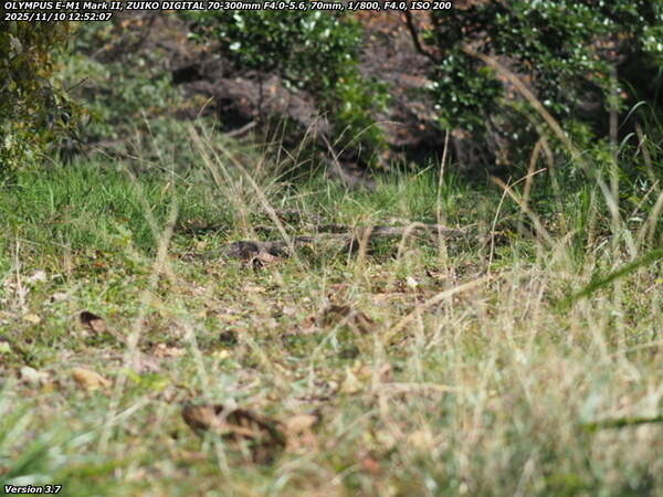 境川(別府市) 土手上の草地を進む