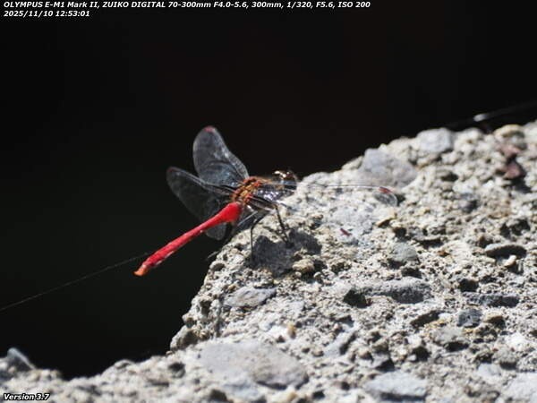 境川(別府市) 蜘蛛の糸を引くマユタテアカネ