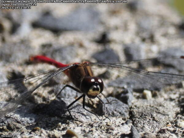 境川(別府市) マユタテアカネのアップ