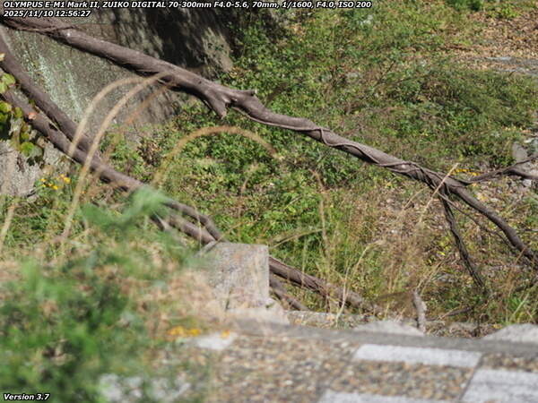 境川(別府市) 河川敷の歩道を塞ぐ倒木