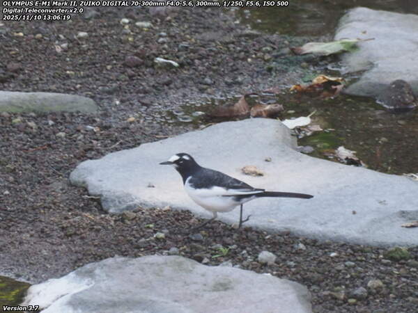 境川(別府市) セグロセキレイ