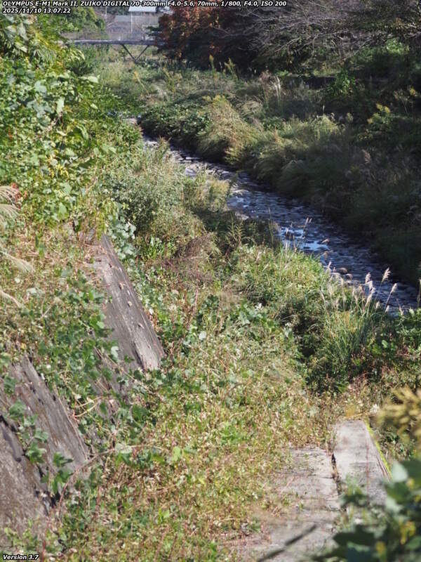 境川(別府市) ここから下流へ約150メートルは草ボーボー