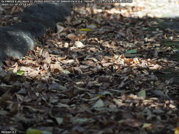南立石公園町(別府市) 落ち葉