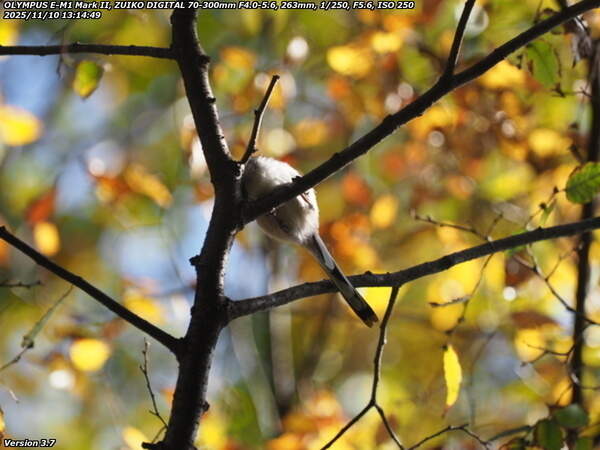 南立石公園町(別府市) エナガ