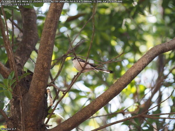 南立石公園町(別府市) エナガ