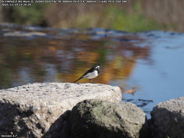 境川(別府市) セグロセキレイ