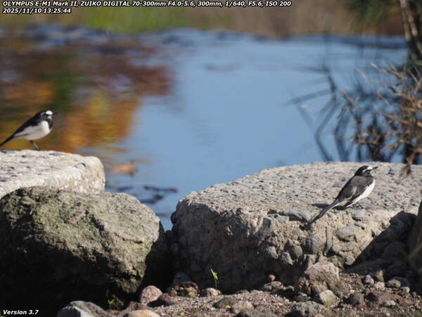 境川(別府市) 2羽のセグロセキレイ
