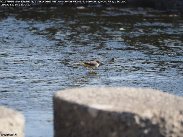 境川(別府市) キセキレイ