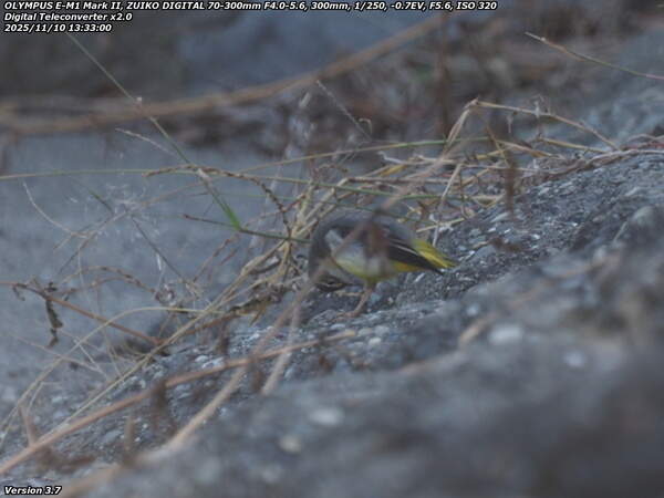 境川(別府市) キセキレイの羽づくろい