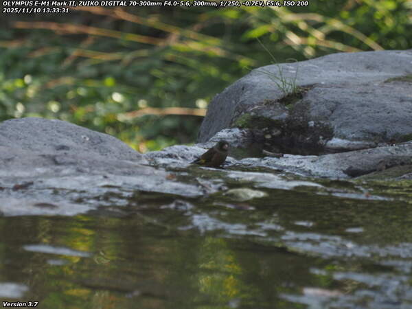境川(別府市) カワラヒワ
