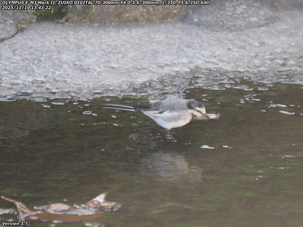 境川(別府市) ハクセキレイ