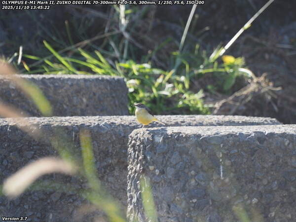 境川(別府市) 飛び石に止まるキセキレイ