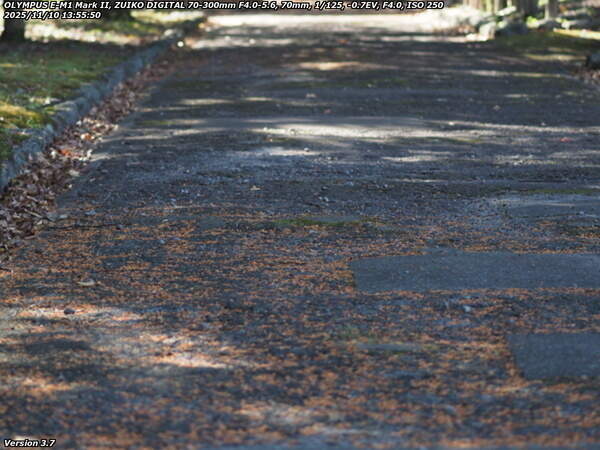 南立石公園町(別府市) 枯れ落ちたキンモクセイの花