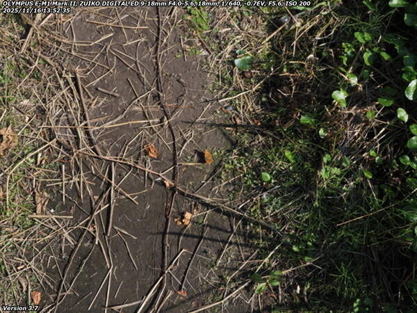境川(別府市) キタテハ