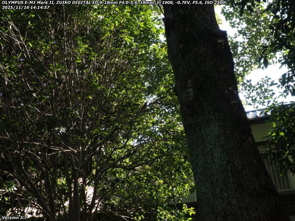 南立石公園町(別府市) シロハラ