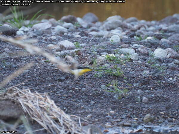 境川(別府市) 砂防ダムの島を歩くキセキレイ