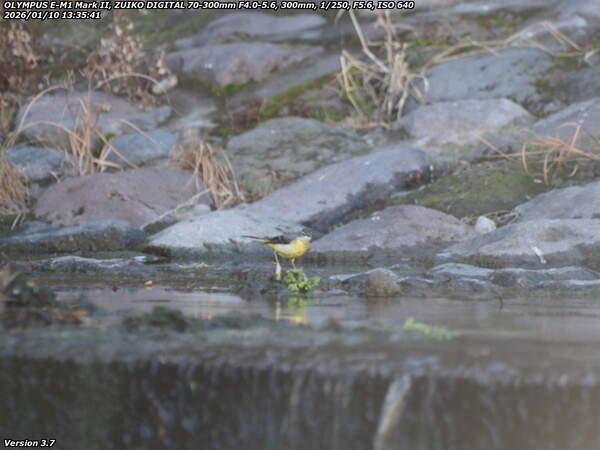 境川(別府市) キセキレイ