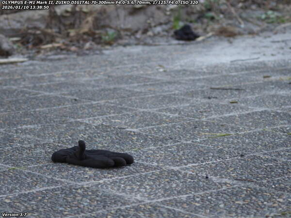 境川(別府市) 往路で落とした手袋が見つかった