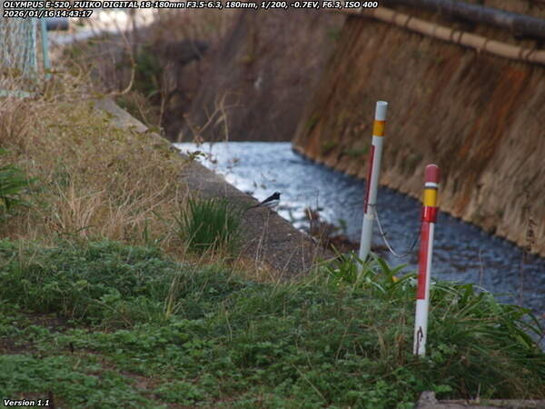 南立石板地町(別府市) セグロセキレイ