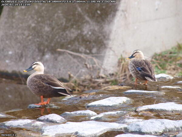 境川(別府市) つがいらしきカルガモ