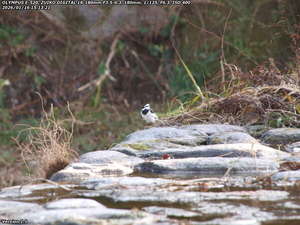 境川(別府市) ハクセキレイ