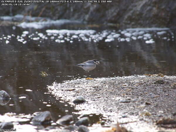 境川(別府市) ハクセキレイ