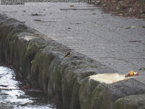 板地川(別府市) キセキレイ