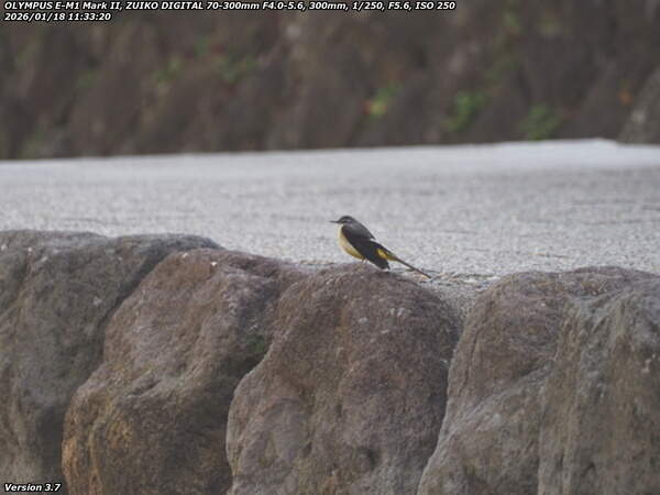 板地川(別府市) キセキレイ