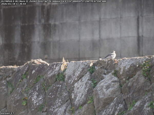 板地川(別府市) ハクセキレイ