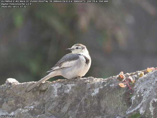 板地川(別府市) ハクセキレイ