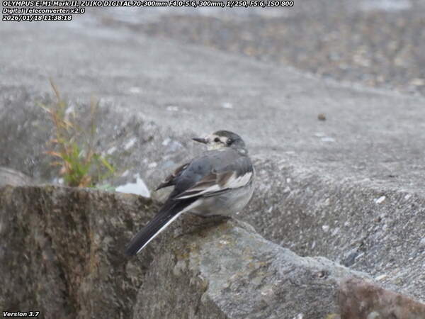 板地川(別府市) ハクセキレイ