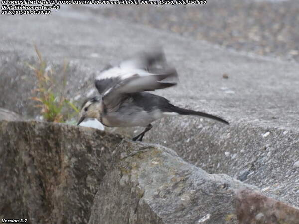 板地川(別府市) 飛び立つハクセキレイ