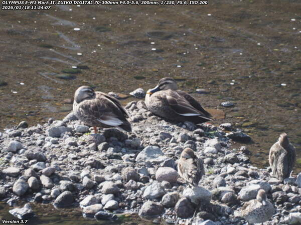 境川(別府市) カルガモとコガモ