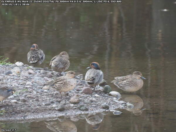 境川(別府市) コガモの群れ