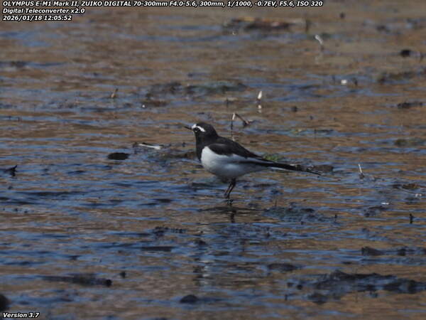境川(別府市) セグロセキレイ