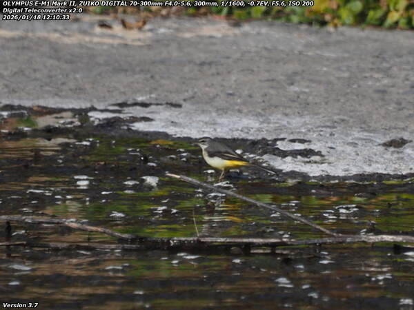 境川(別府市) キセキレイ