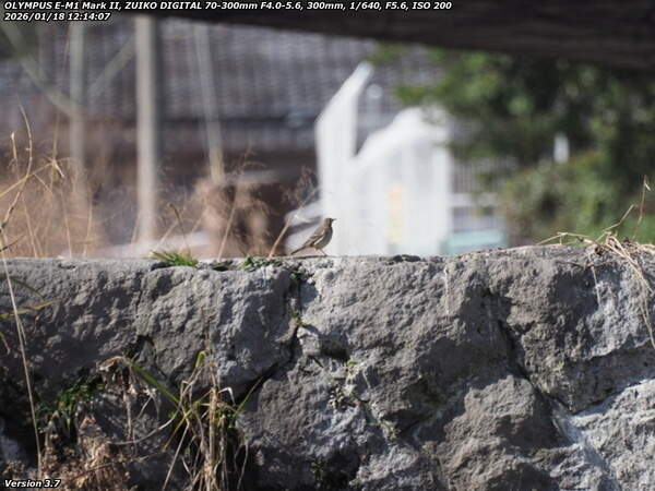境川(別府市) タヒバリ