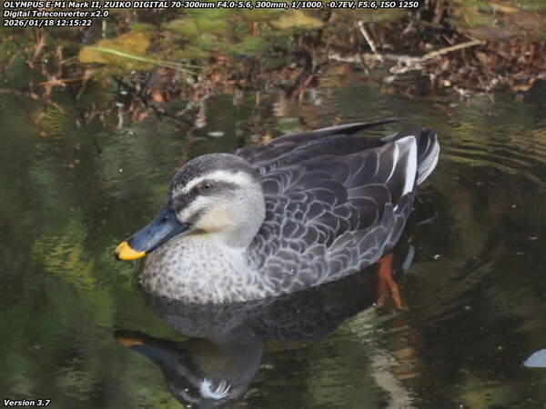 境川(別府市) カルガモ