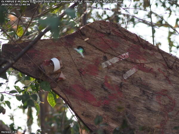 南立石生目町(別府市) 目玉のビー玉が素敵な乙事主様