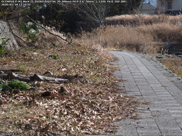 境川(別府市) 左岸の河川敷を下流へ歩く