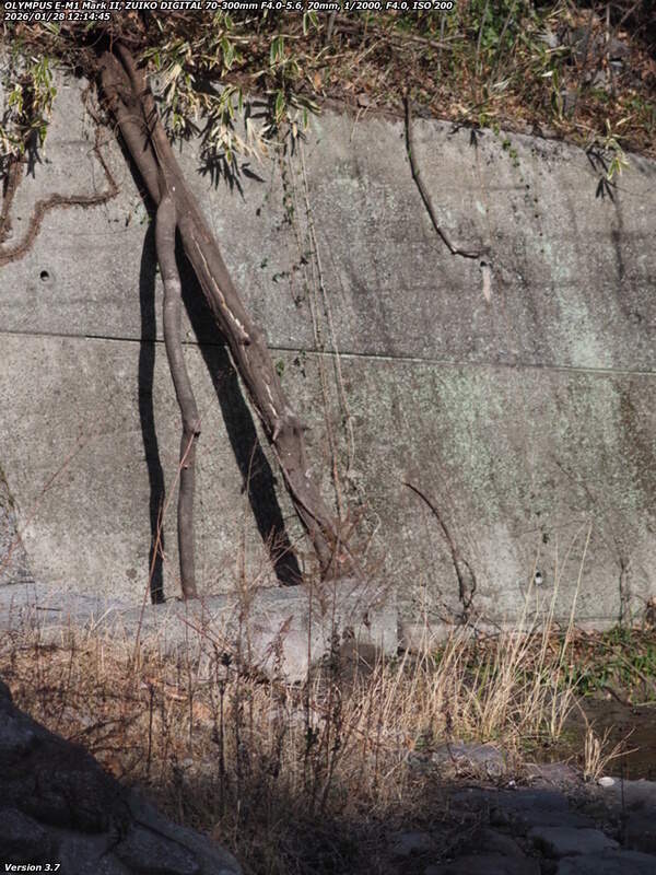 境川(別府市) 倒木が端に寄せられている