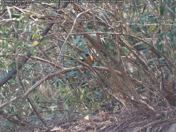 境川(別府市) ジョウビタキのオス