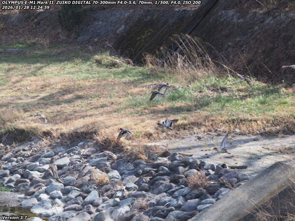 境川(別府市) 飛び去るコガモの群れ